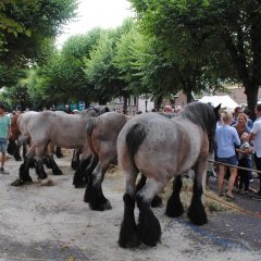 hans-timmerman-paardenmarkt